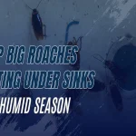 Big Roaches