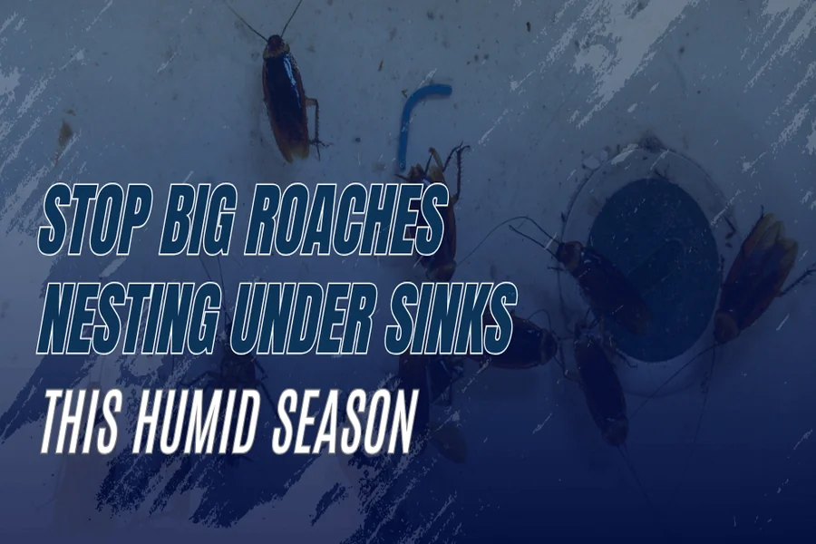 Big Roaches
