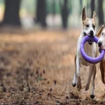 Is My Pet Ready Age And Health Guidelines For Safe Mating