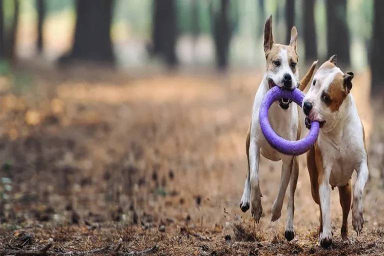 Is My Pet Ready Age And Health Guidelines For Safe Mating